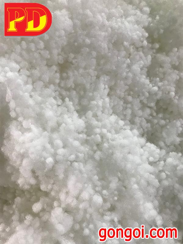 Gòn Bi Thái Nguyên Sinh